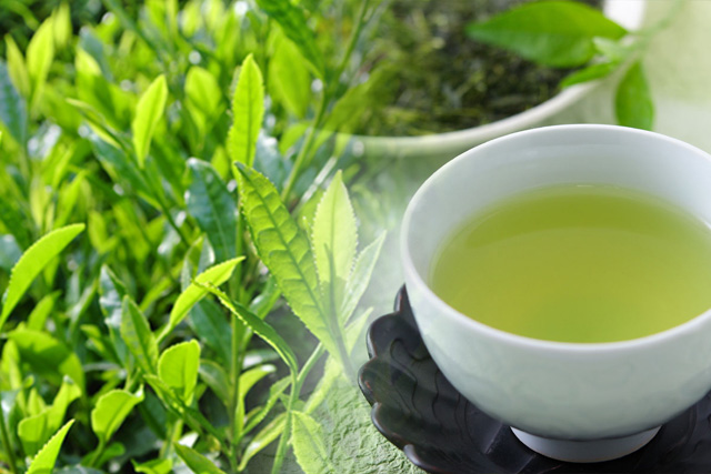 tea plantation of sayama