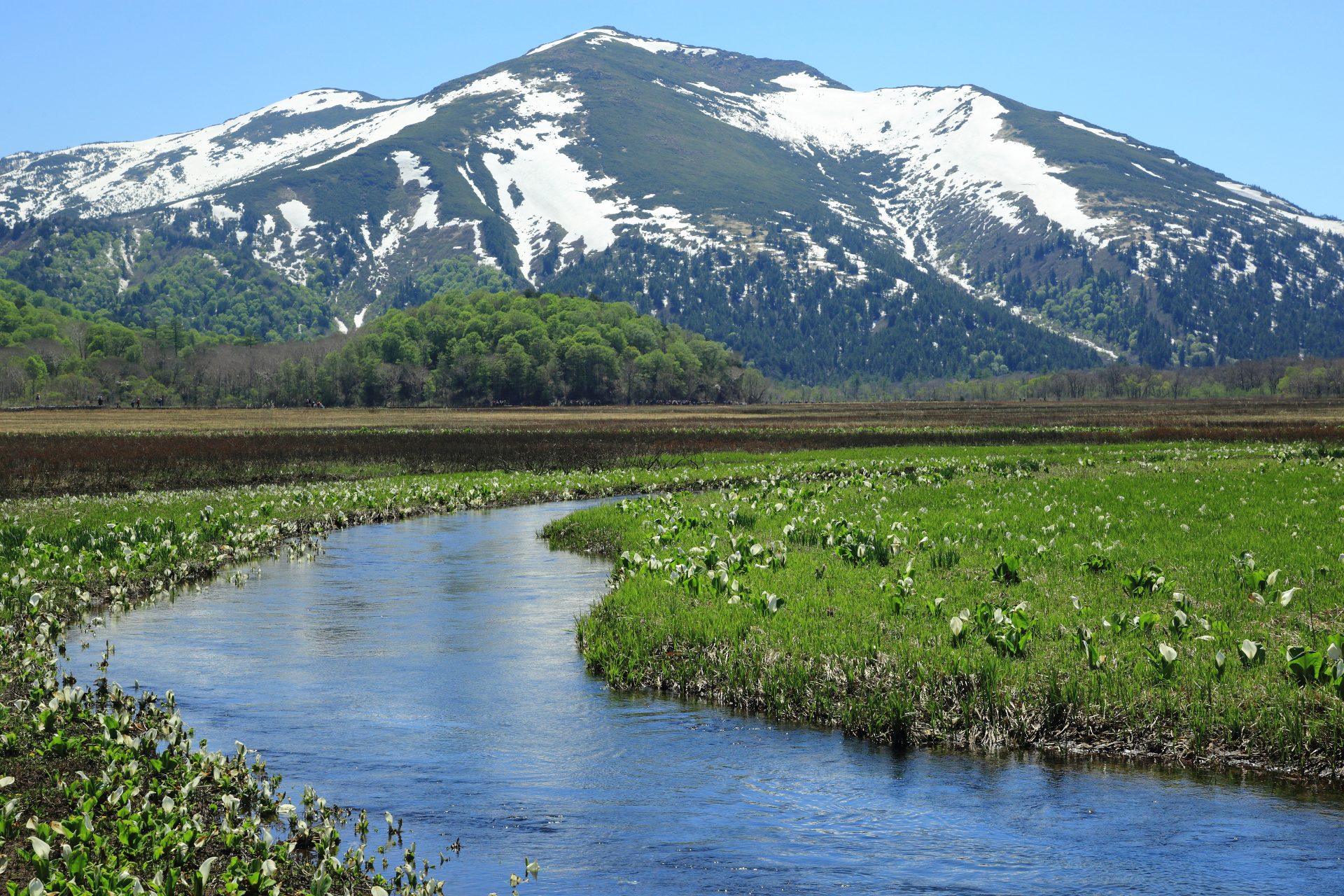 催行済】はるかな尾瀬♪水芭蕉美しい季節にたっぷり現地4時間半